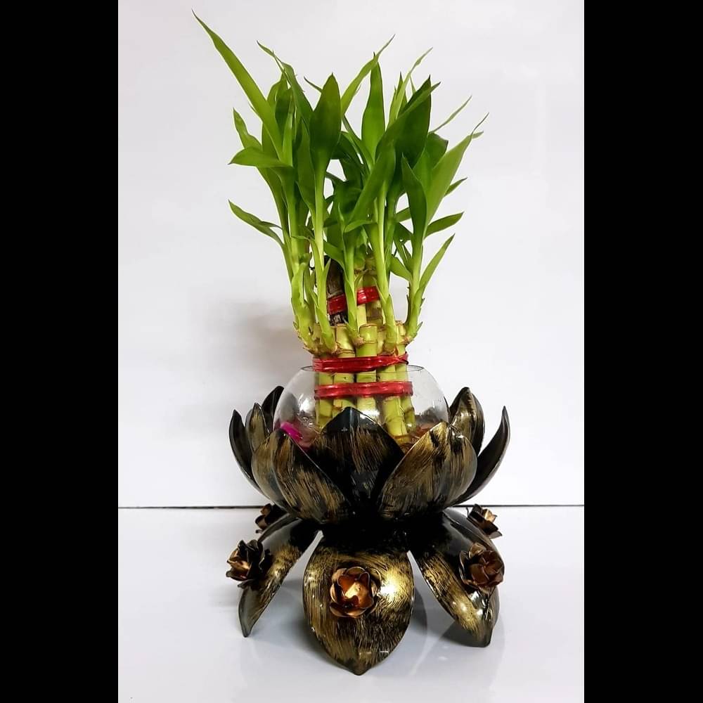     			R.R.V. International Indoor Bamboo Plant ( Pack of 1 )
