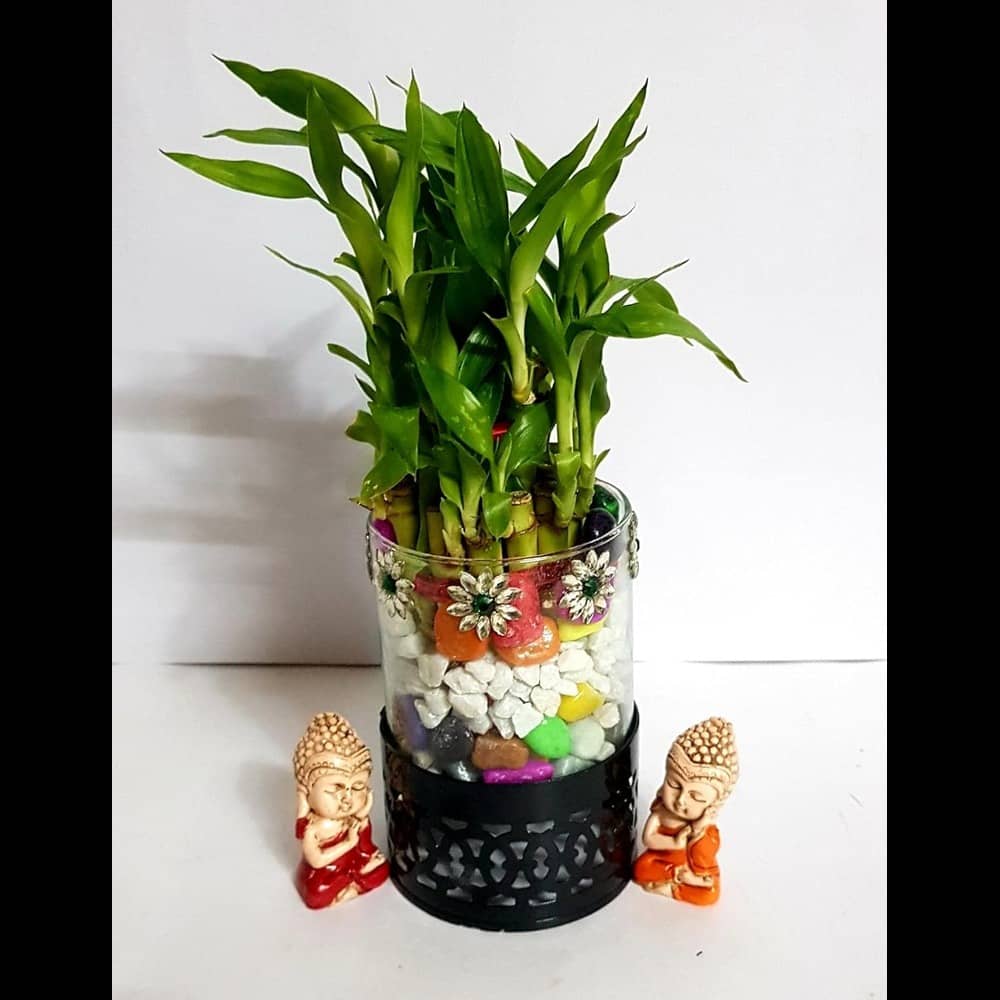 R.R.V. International Indoor Bamboo Plant ( Pack of 1 )