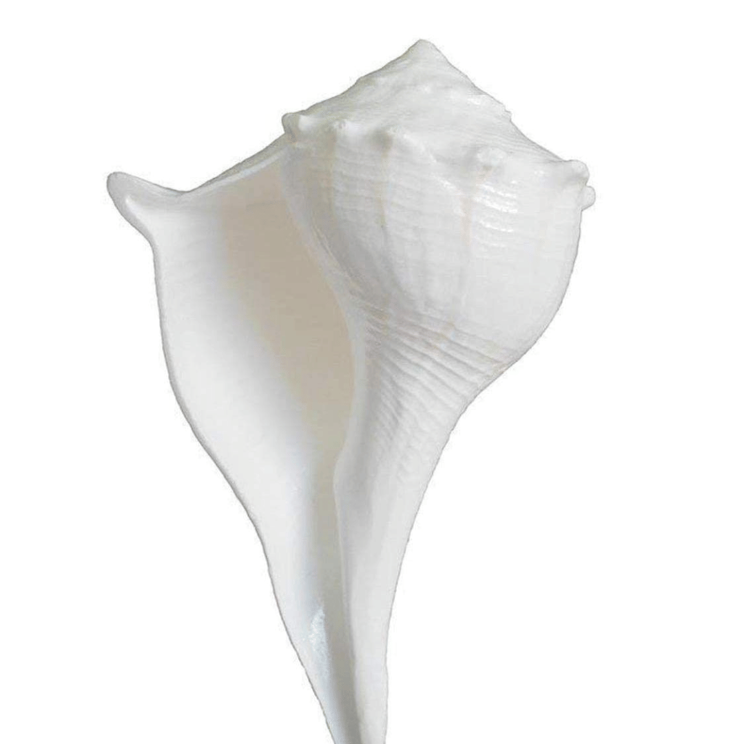     			NAVYAKSH Shankh 1 ( Pack of 1 )