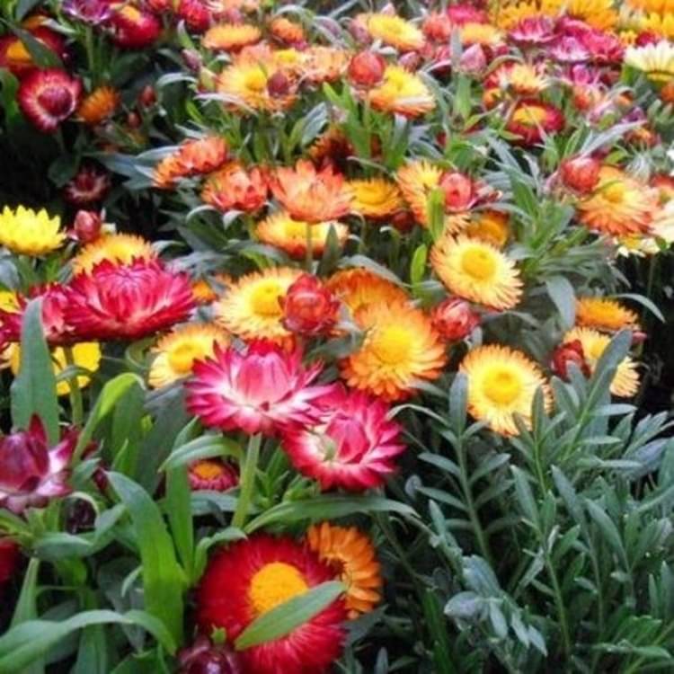     			PARTHVA SEEDS Helichrysum Flower ( 30 Seeds )
