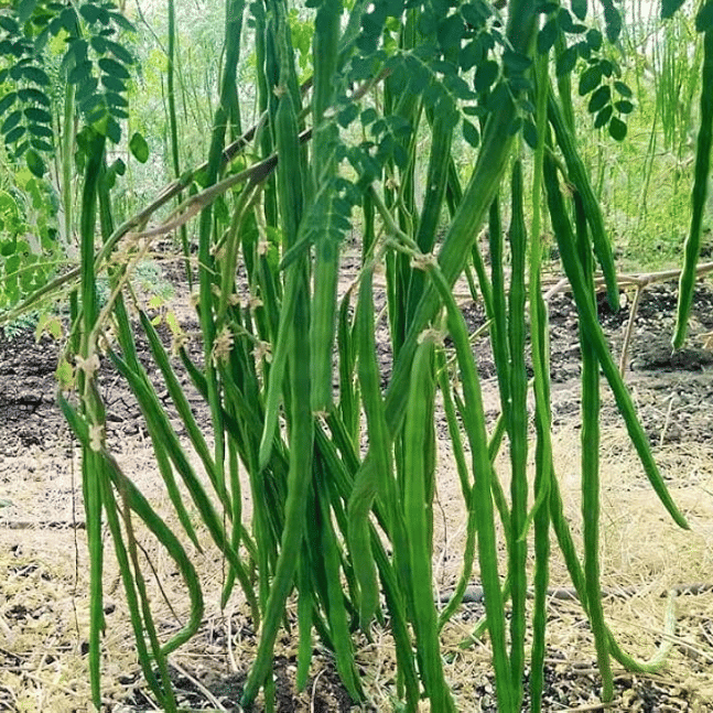 Jignisha Seeds Hybrid Moringa (Drumstick) Vegetable ( 30 Seeds )