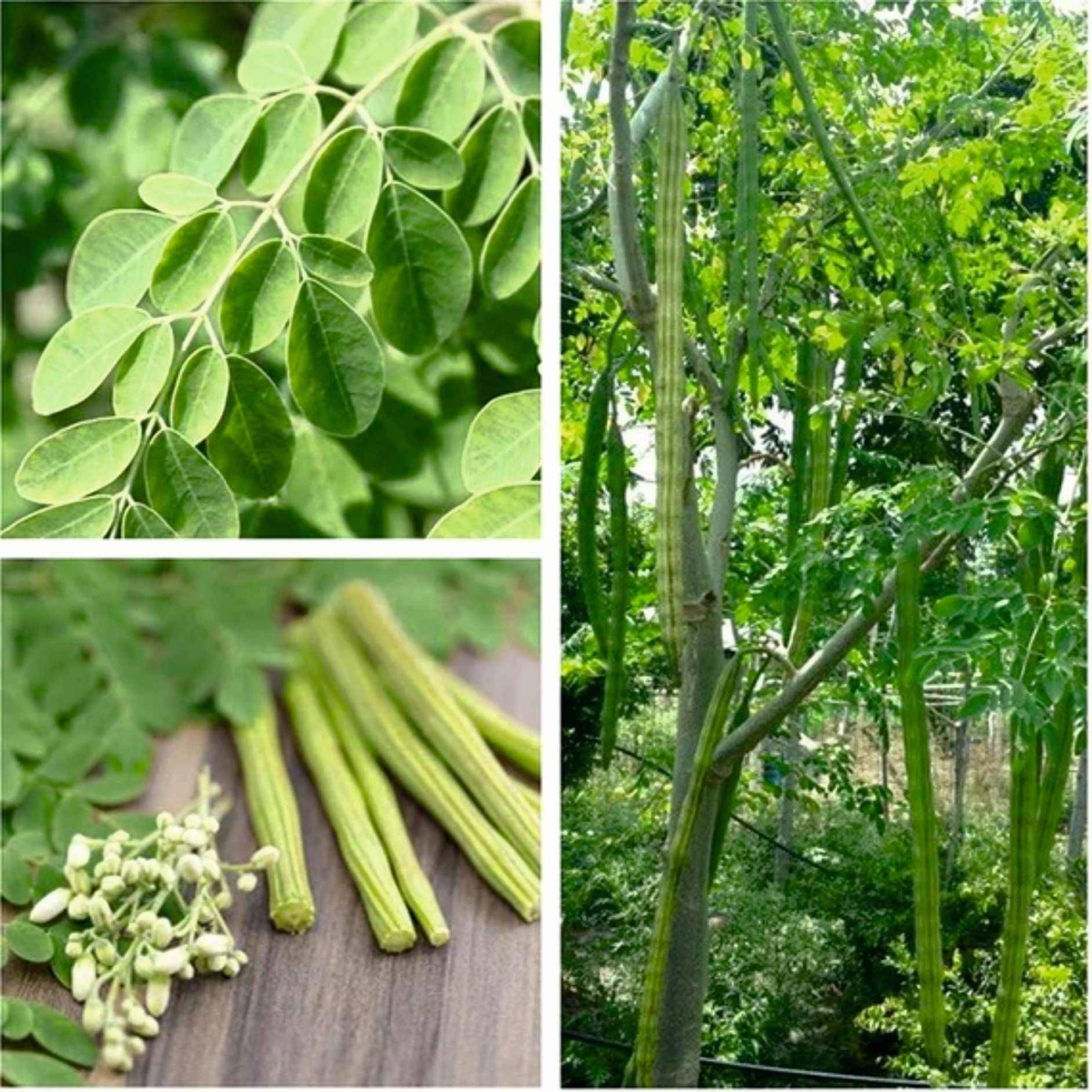 Jignisha Seeds Organic Moringa (Drumstick) Vegetable ( 30 Seeds ) Jignisha Seeds Organic Moringa (Drumstick) Vegetable ( 30 Seeds )