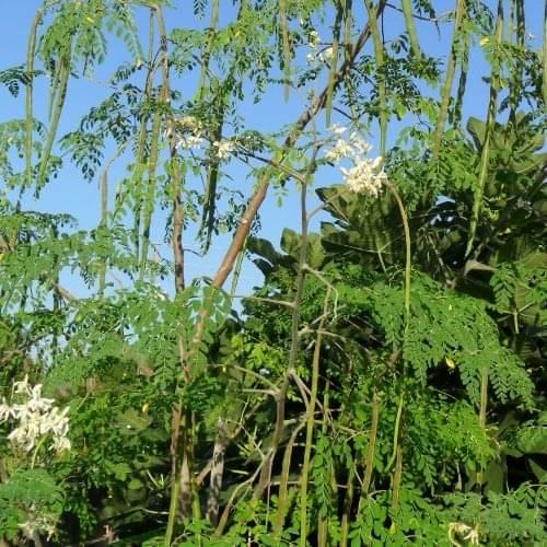 Jignisha Seeds Organic Shajan Falli Vegetable ( 30 Seeds ) Jignisha Seeds Organic Shajan Falli Vegetable ( 30 Seeds )