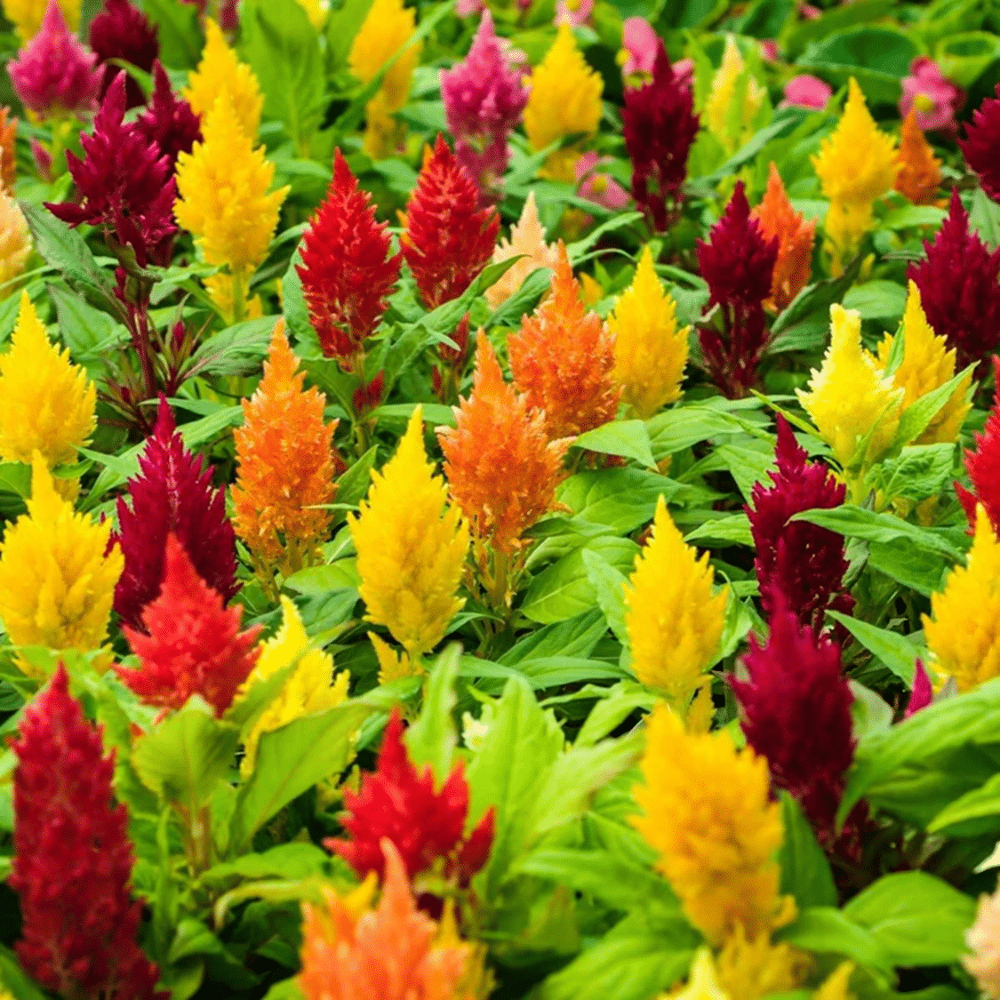 PARTHVA SEEDS Celosia Flower ( 100 Seeds ) PARTHVA SEEDS Celosia Flower ( 100 Seeds )