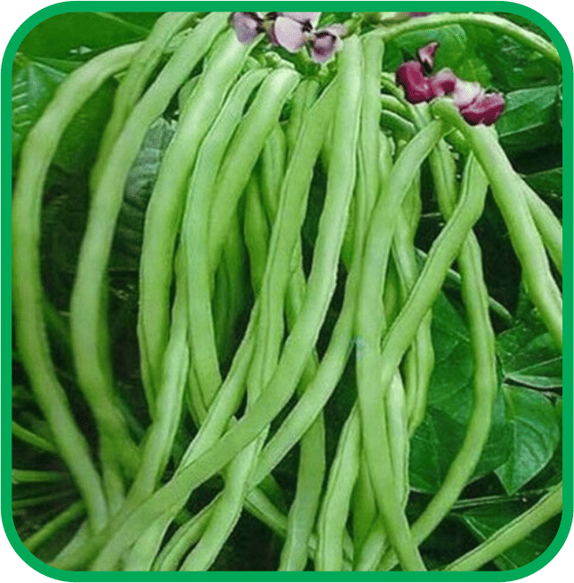 Aero Seeds Lobiya/Cowpea Pack of 30 Seeds