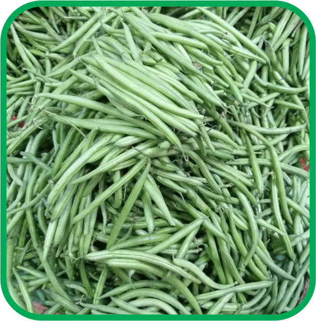 Aero Seeds French Beans Pack of 30 Seeds