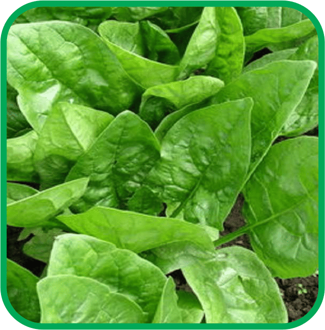 Aero Seeds Spinach Pack of 500 Seeds