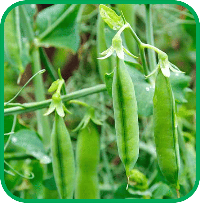 Aero Seeds Green Peas Pack of 30 Seeds