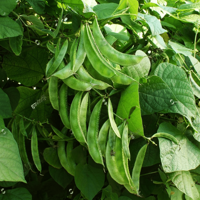     			Jignisha Seeds Hybrid Surti Papdi Vegetable ( 30 Seeds )
