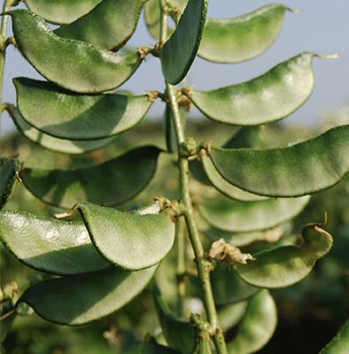     			Jignisha Seeds Hybrid Surti Papdi Vegetable ( 30 Seeds )