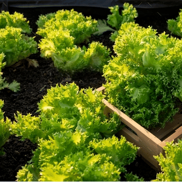 Jignisha Seeds Organic Green Lettuce Vegetable ( 100 Seeds )