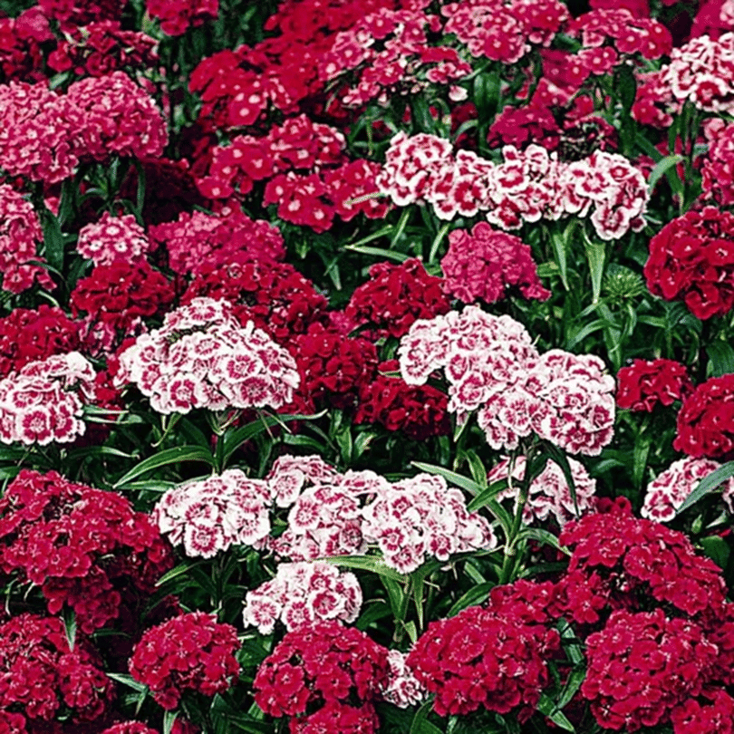 PARTHVA SEEDS Sweet William Flower ( 100 Seeds ) PARTHVA SEEDS Sweet William Flower ( 100 Seeds )