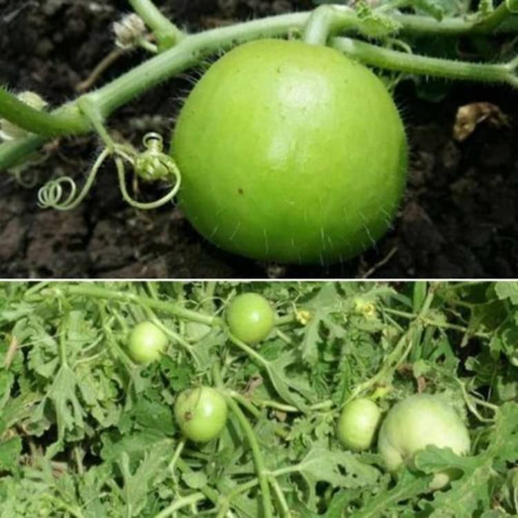     			PARTHVA SEEDS Tinda Vegetable ( 10 Seeds )