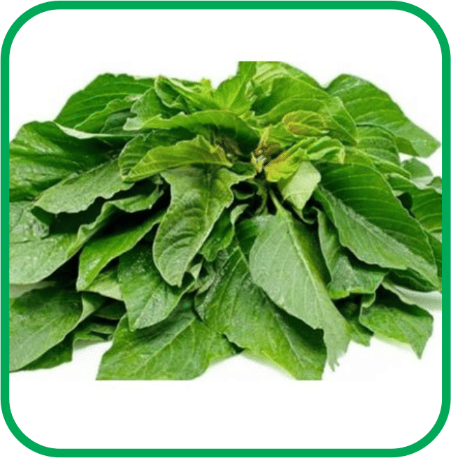 Aero Seeds Green Amaranthus Pack of 500 Seeds