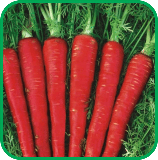 Aero Seeds Carrot Vegetable ( 100 Seeds )