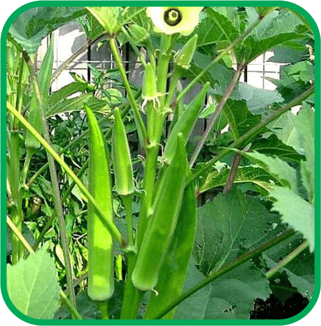 Aero Seeds Bhindi Vegetable ( 50 Seeds )