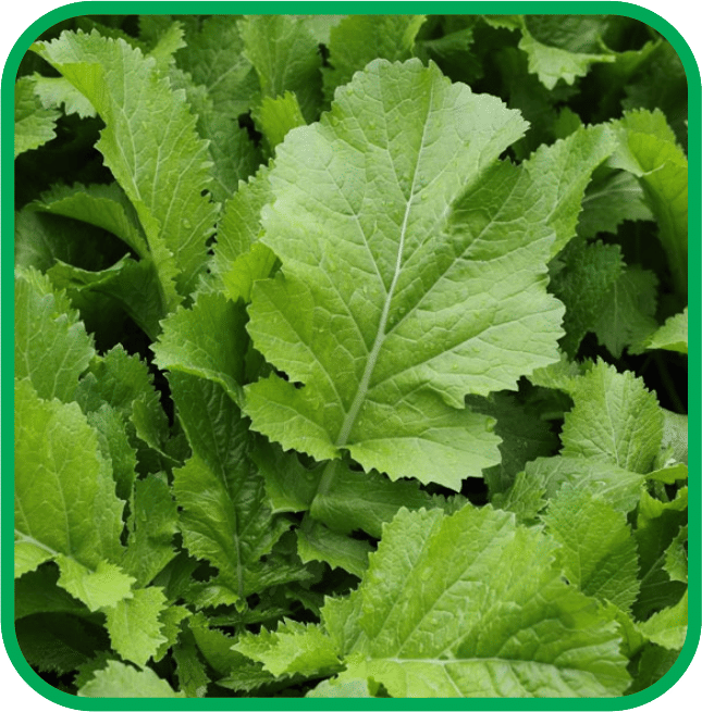 Aero Seeds Mustard Pack of 500 Seeds