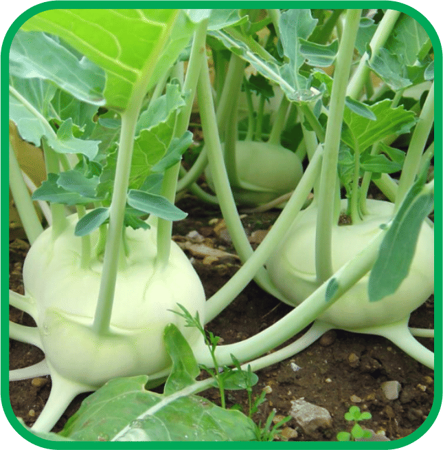 Aero Seeds Knolkhol Pack of 50 Seeds