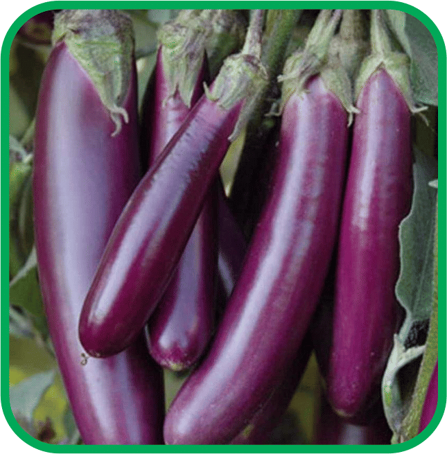 Aero Seeds Brinjal Purple Long Pack of 50 Seeds