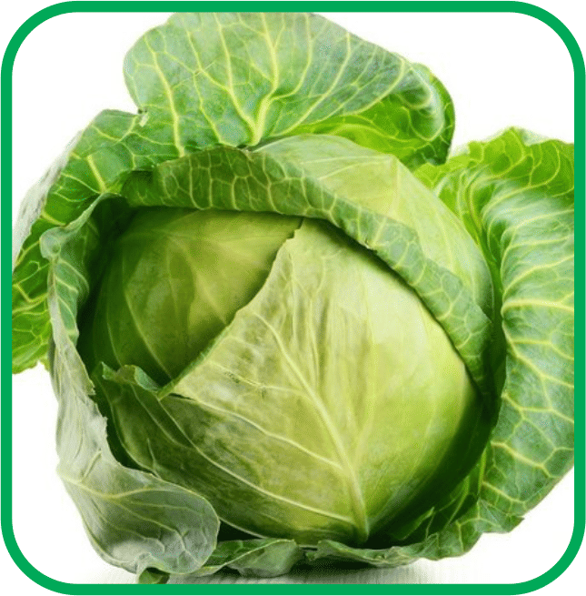 Aero Seeds Cabbage Vegetable ( 50 Seeds )