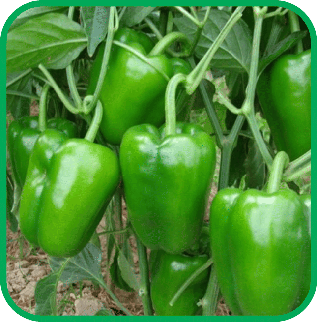Aero Seeds Capsicum Green Pack of 50 Seeds