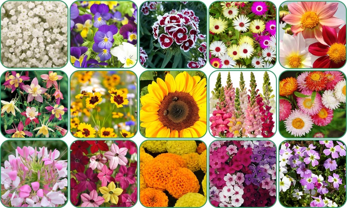 Aero Seeds 15 variety Flower seeds combo pack with instruction manual.