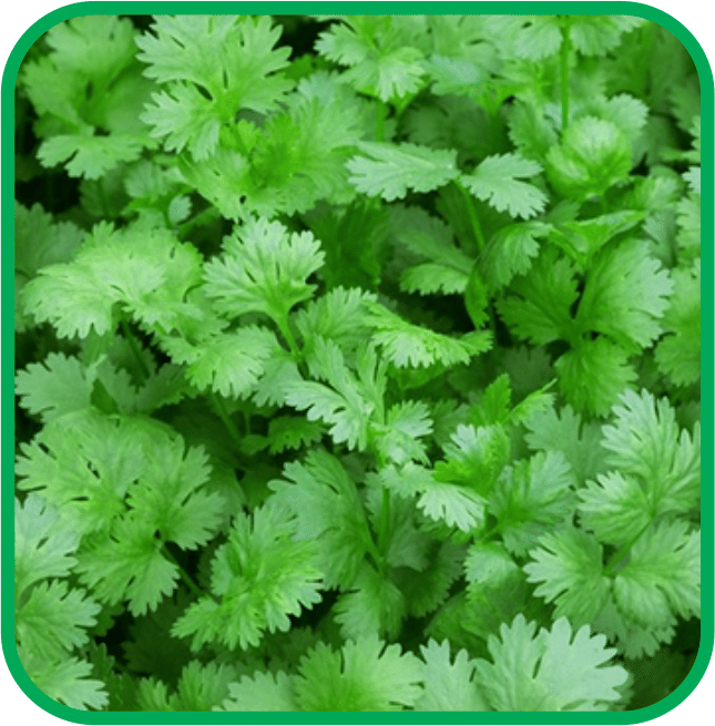 Aero Seeds Coriander Pack of 500 Seeds