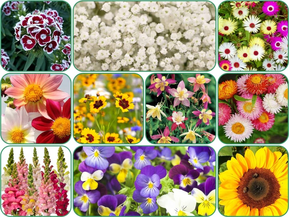 Aero Seeds 10 variety Flower seeds combo pack with instruction manual.
