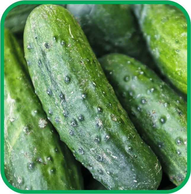     			Aero Seeds Cucumber Vegetable ( 50 Seeds )