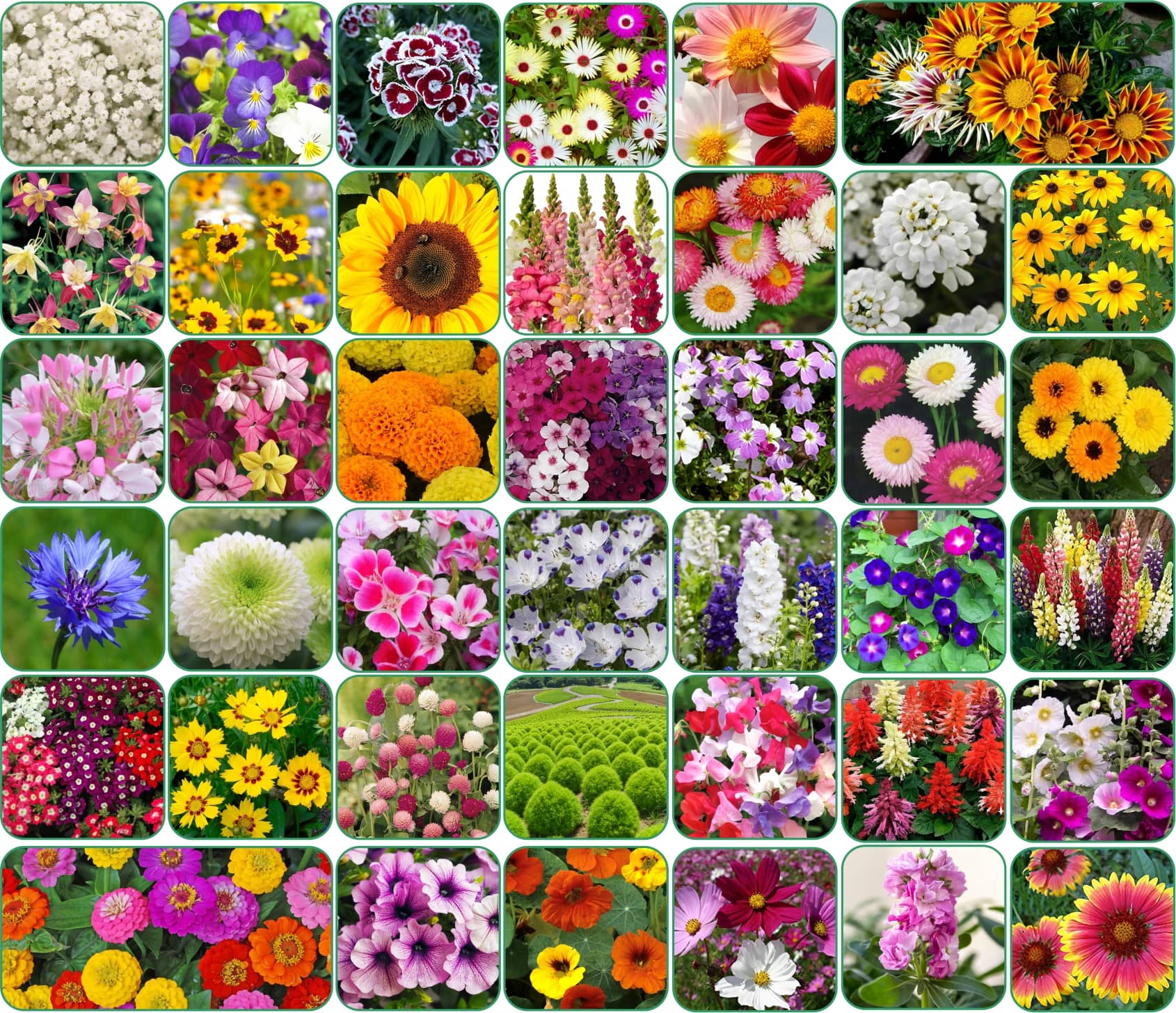 Aero Seeds 40 variety Flower seeds combo pack with instruction manual.