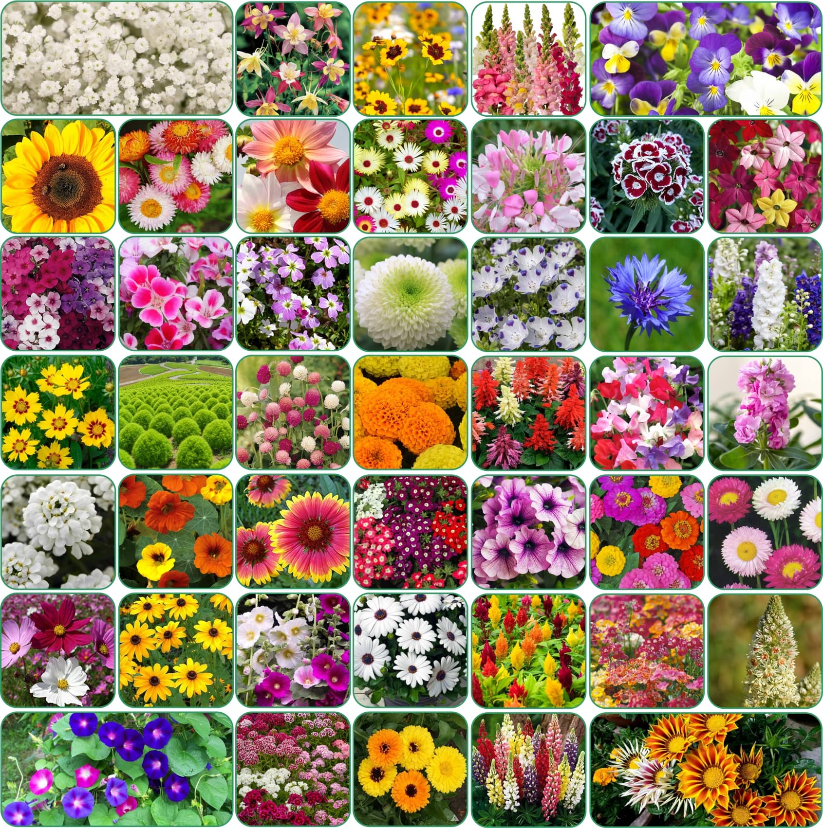 Aero Seeds 45 variety Flower seeds combo pack with instruction manual.