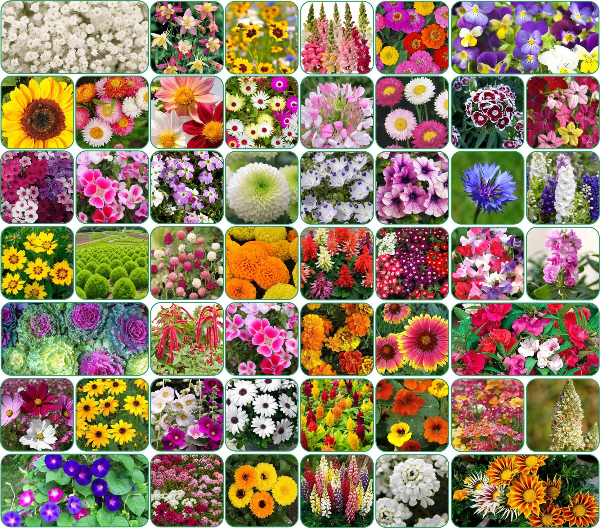 Aero Seeds 50 variety Flower seeds combo pack with instruction manual.