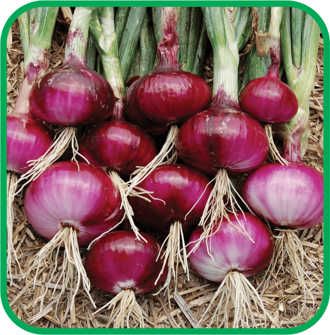 Aero Seeds Red Onion Pack of 300 Seeds