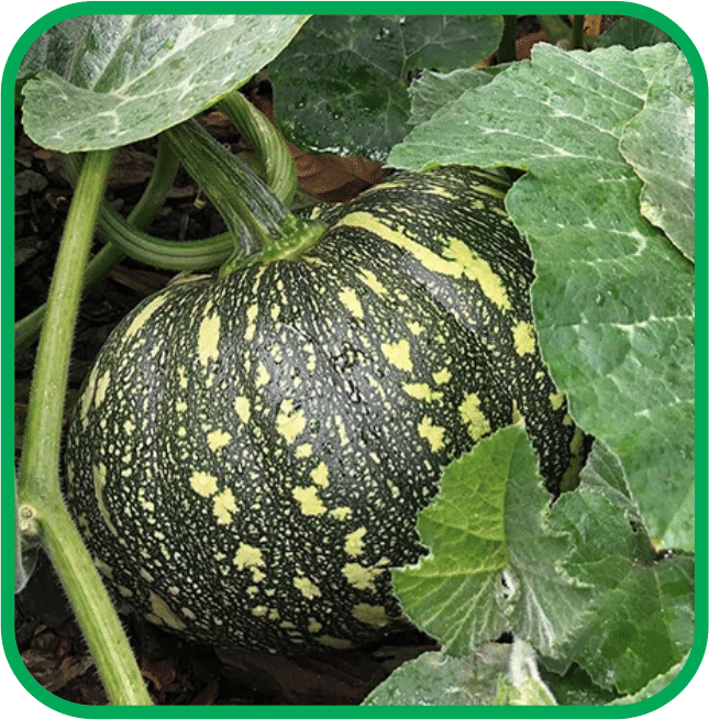 Aero Seeds Pumpkin Vegetable ( 30 Seeds )