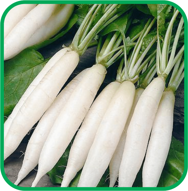     			Aero Seeds Radish White Long Pack of 50 Seeds