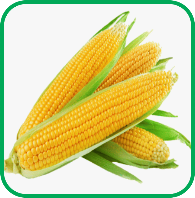 Aero Seeds Sweet Corn Vegetable ( 30 Seeds )