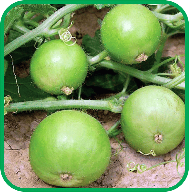 Aero Seeds Tinda Vegetable ( 30 Seeds )