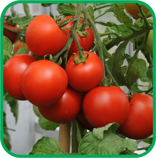     			Aero Seeds Tomato Pack of 200 Seeds