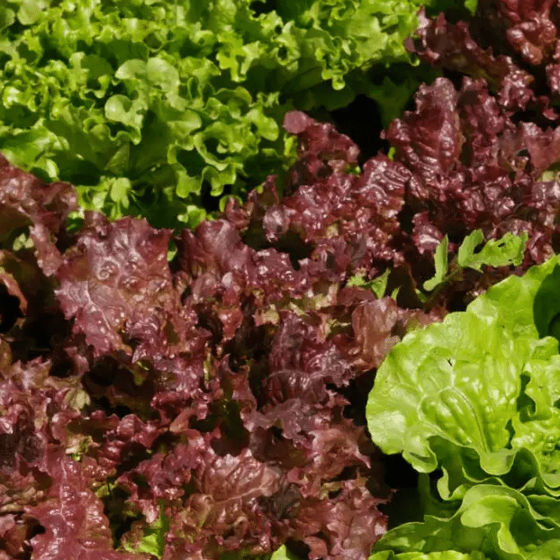 Jignisha Seeds Hybrid Red Lettuce Vegetable ( 50 Seeds ) Jignisha Seeds Hybrid Red Lettuce Vegetable ( 50 Seeds )