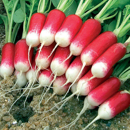 Hybrid Red Radish Vegetable ( 50 Seeds ) Hybrid Red Radish Vegetable ( 50 Seeds )