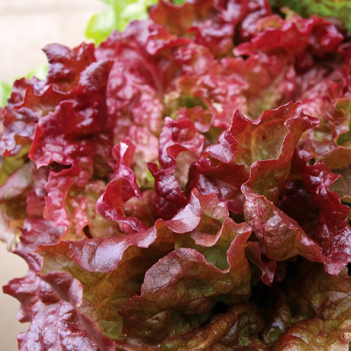     			Jignisha Seeds Organic Red Lettuce Vegetable ( 50 Seeds )