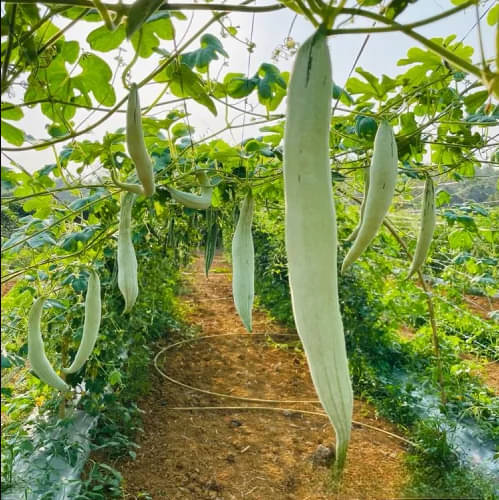     			Jignisha Seeds Snake Gourd Vegetable ( 30 Seeds )