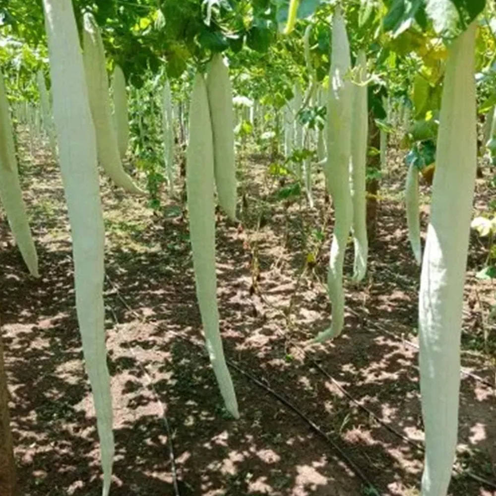 Jignisha Seeds Snake Gourd Vegetable ( 30 Seeds ) Jignisha Seeds Snake Gourd Vegetable ( 30 Seeds )