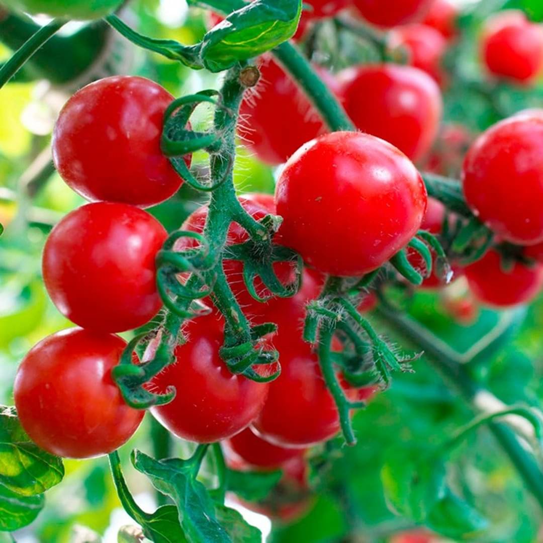 PARTHVA SEEDS Cherry Tomato Vegetable ( 100 Seeds ) PARTHVA SEEDS Cherry Tomato Vegetable ( 100 Seeds )