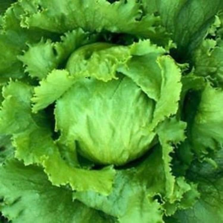 PARTHVA SEEDS Green Lettuce Vegetable ( 100 Seeds )