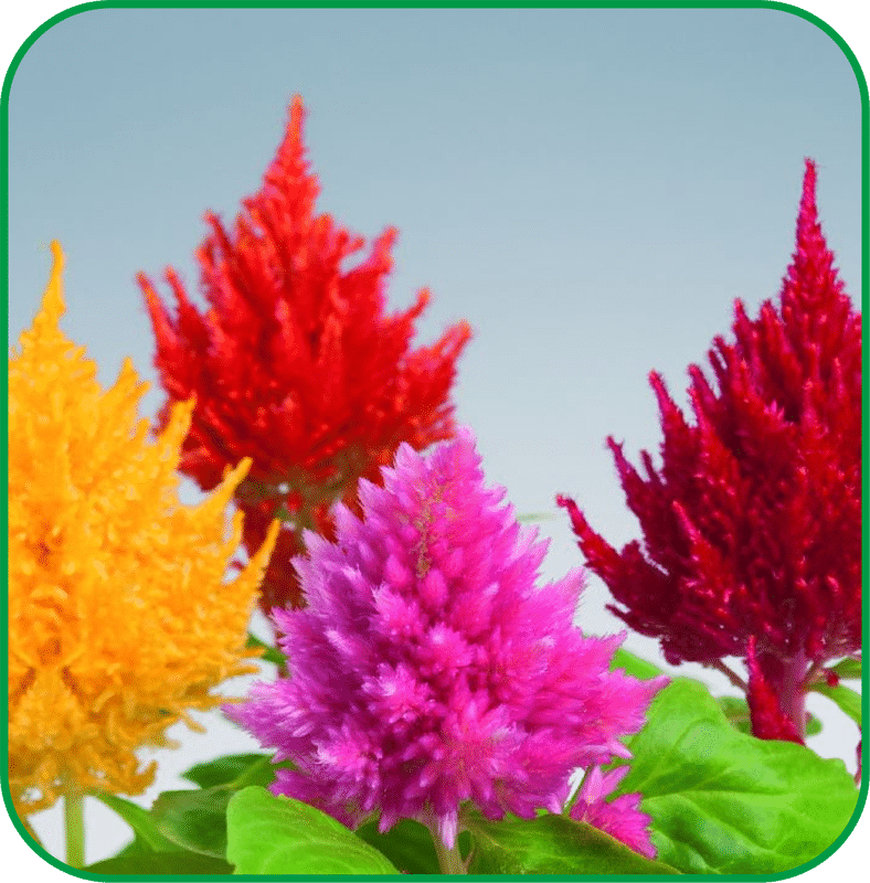     			Aero Seeds Celosia Pulmosa Pack of 100 Seeds