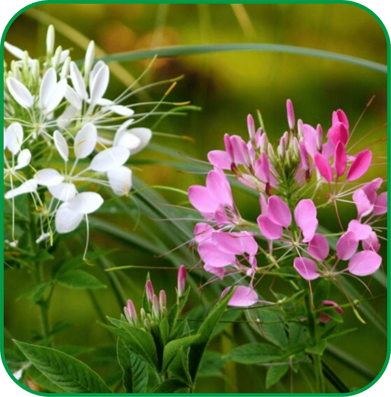     			Aero Seeds Cleome Spinosa Mix Pack of 100 Seeds