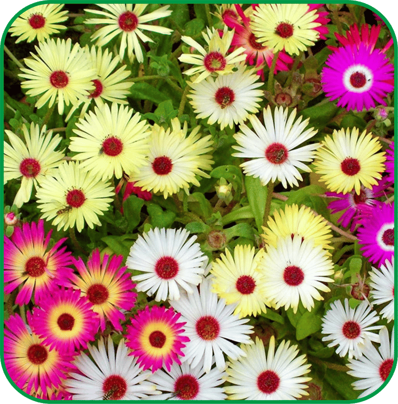     			Aero Seeds Iceflower Pack of 200 Seeds