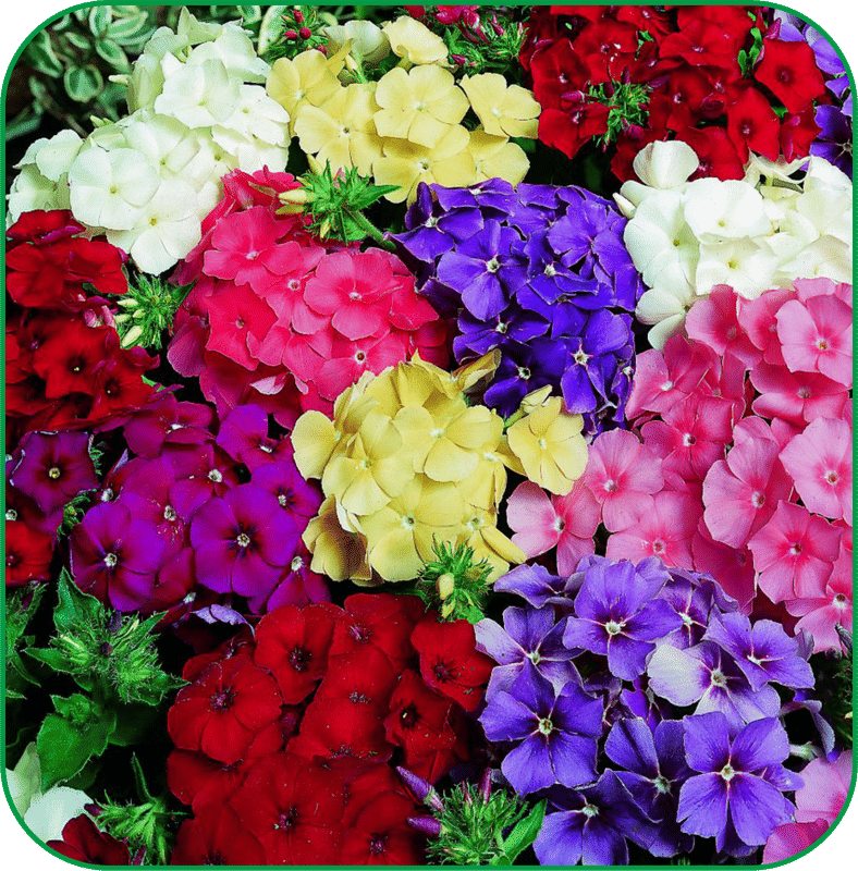 Aero Seeds Phlox Mix Pack of 50 Seeds