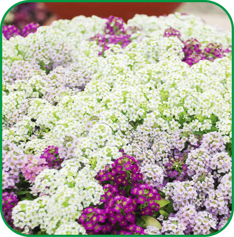     			Aero Seeds Alyssum Pack of 50 Seeds